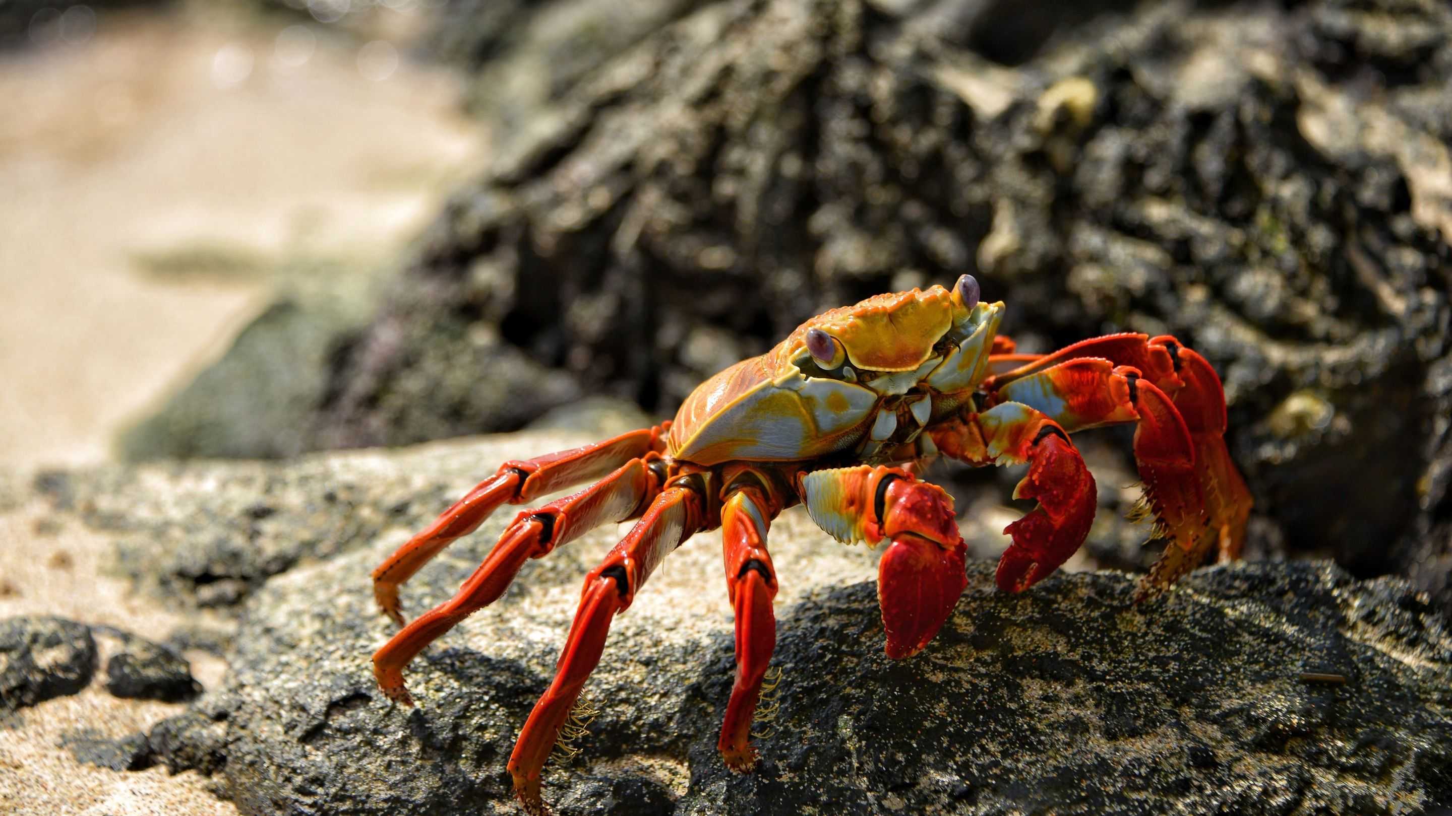 Peneliti Temukan Fakta Menarik di Balik Kepiting Berjalan Miring